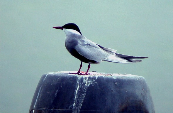 Whiskered Tern
