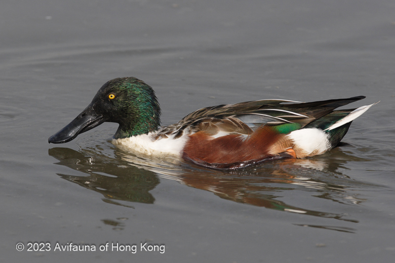 Northern Shoveler 琵嘴鴨