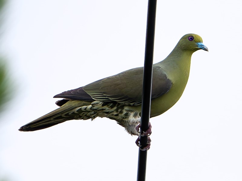 Ryukyu Green Pigeon  紅頂綠鳩