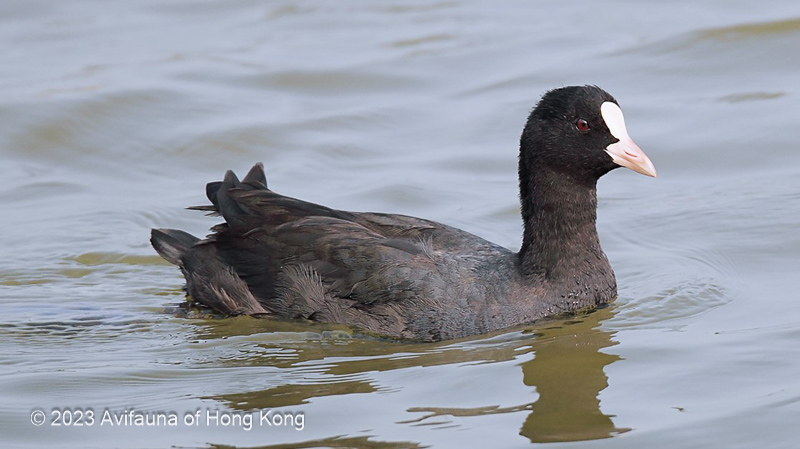 Eurasian Coot 骨頂雞