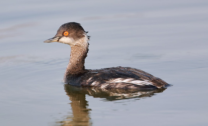 Black-necked Grebe 黑頸鸊鷉