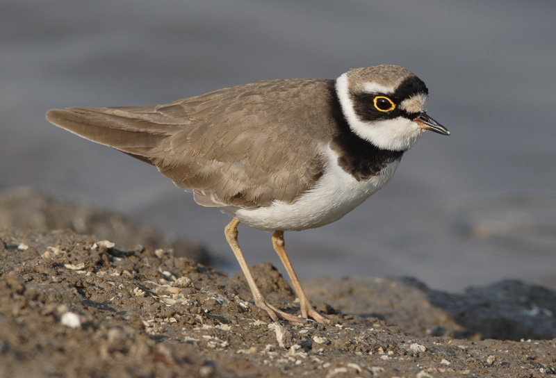 Little Ringed Plover 金眶鴴
