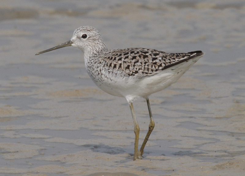 Marsh Sandpiper 澤鷸