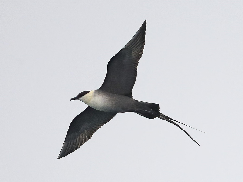 Long-tailed Jaeger 長尾賊鷗
