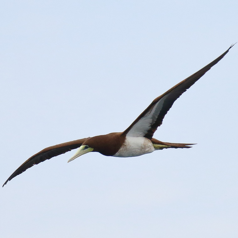 Brown Booby 褐鰹鳥