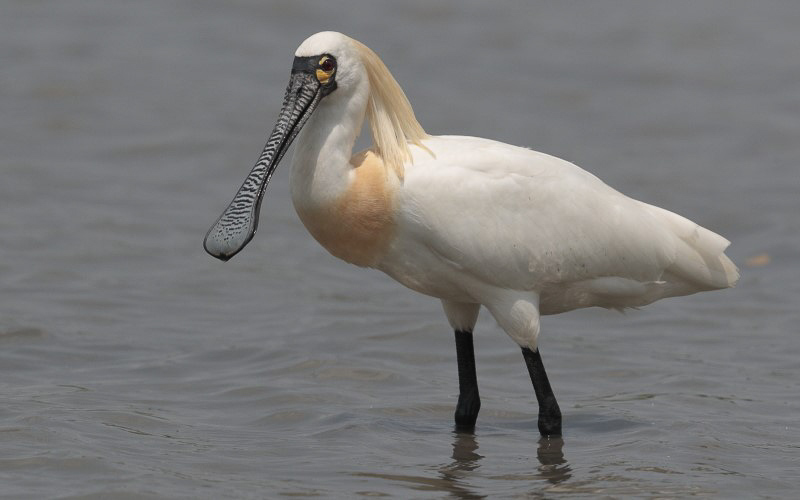 Black-faced Spoonbill 黑臉琵鷺 (EN)