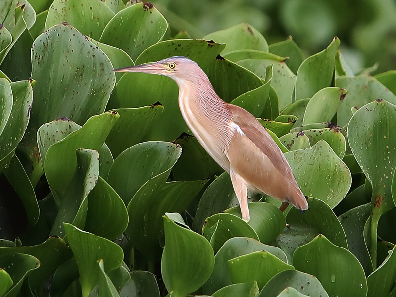 Yellow Bittern 黃葦鳽