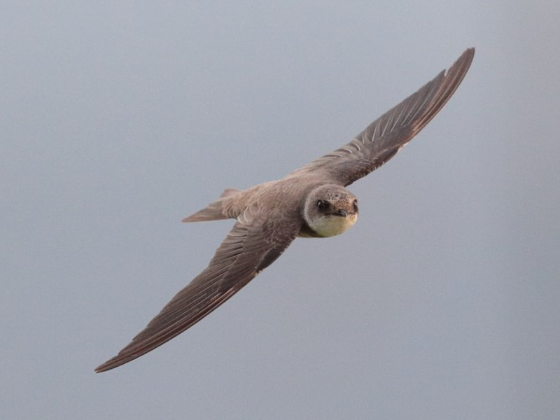 Sand Martin 崖沙燕