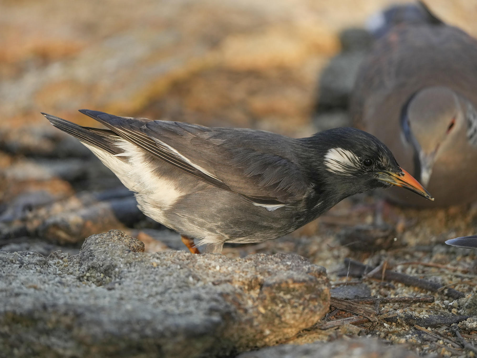 White-cheeked Starling 灰椋鳥