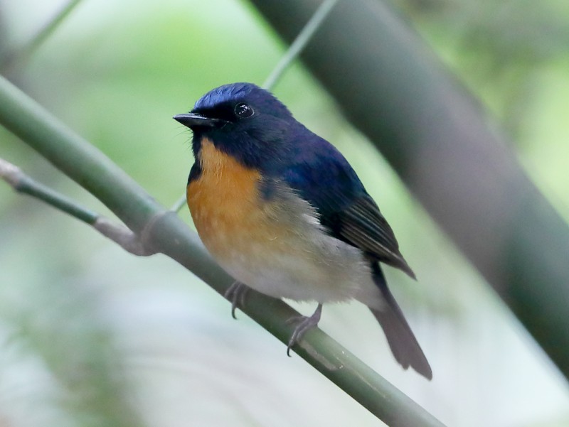 Chinese Blue Flycatcher 中華仙鶲