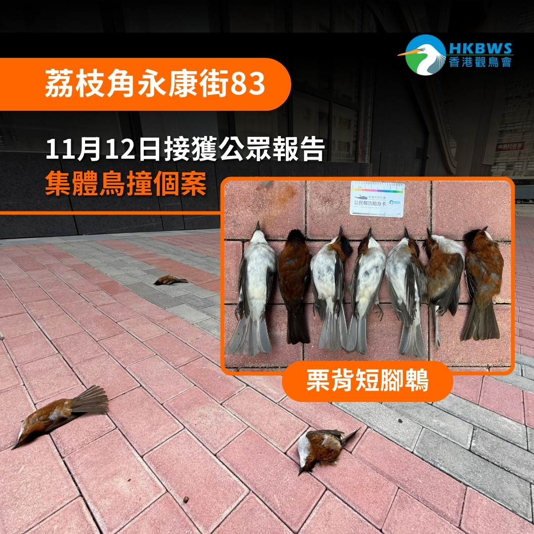 拯救及復育被非法捕獵及售賣的老撾野鳥項目 2019/20 Rescue and Rehabilitation of Birds from the Illegal Wildlife Trade in Laos PDR 2019/20