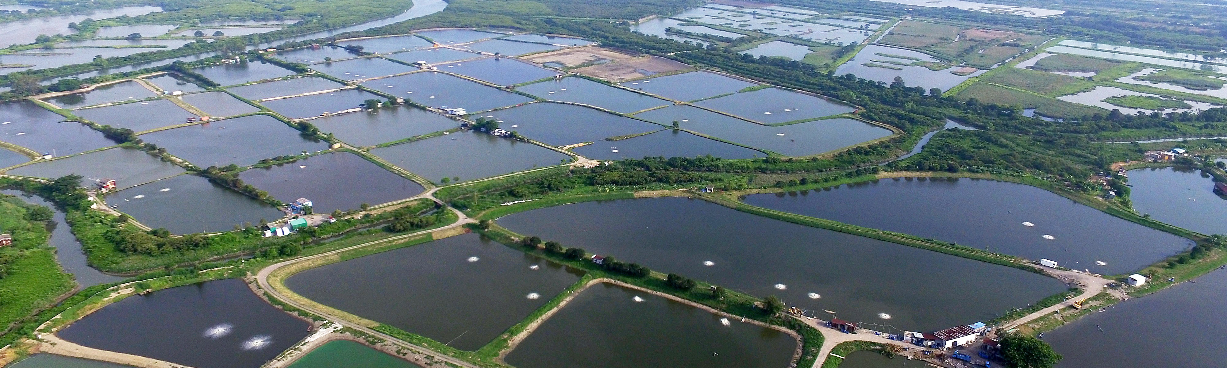 Hong Kong Fishpond Conservation Scheme