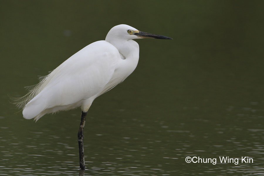 Egret Research Group