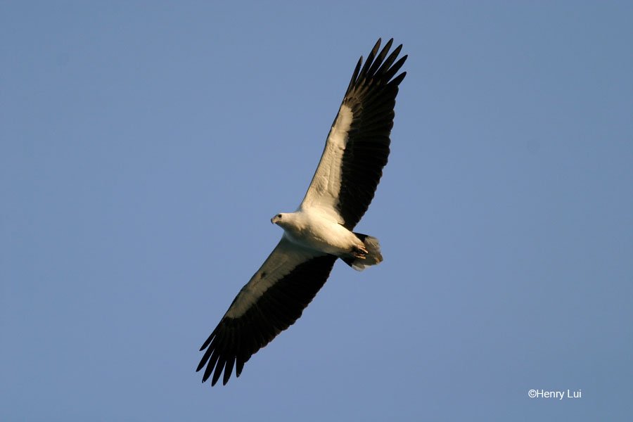 White-bellied Sea Eagle Research Group