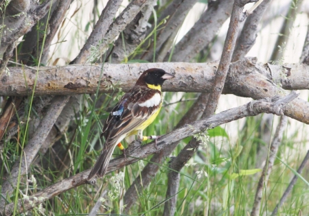 Survey of breeding range and inception of tracking Critically Endangered Yellow-breasted Bunting Emeriza aurola in Mongolia