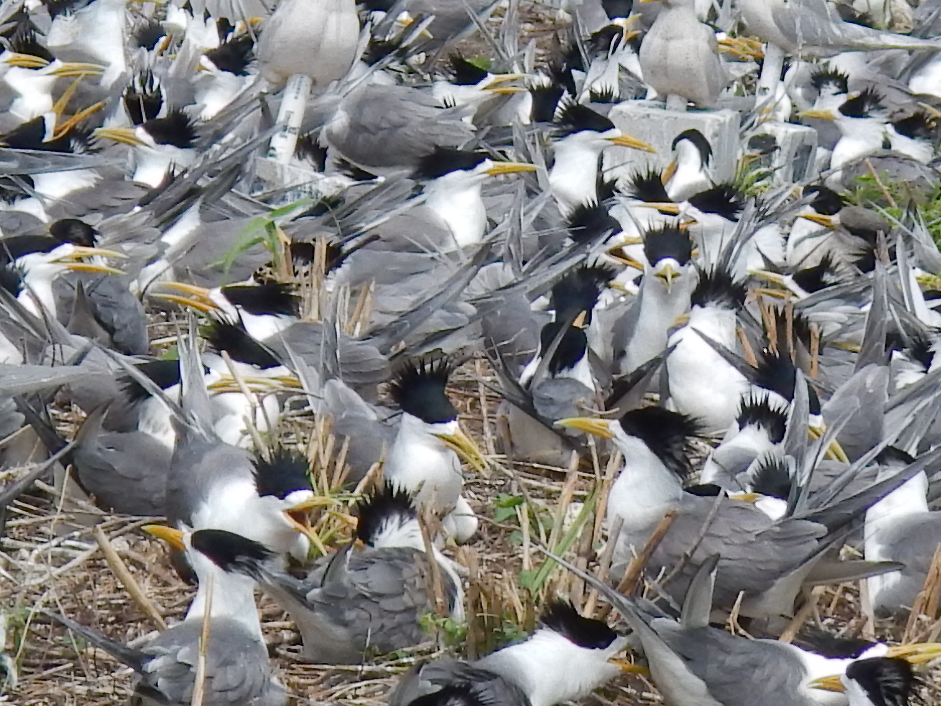 2015年中華鳳頭燕鷗於鐵墩島的繁殖地保育