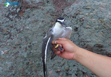 香港繁殖燕鷗的研究與保育