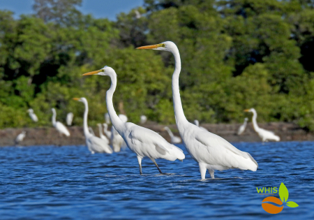 印尼蘇門答臘島亞齊特區東海岸的涉禽調查 2019/20  Survey of shorebirds in Eastern Coast of Aceh, Indonesia