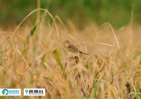 【拯救塱原20週年回顧系列(五):國際重點鳥區】