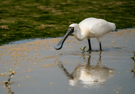 Black-faced Spoonbills population hits record high of over 5,000, Number in HK continuously declines and the habitat is threatened by development