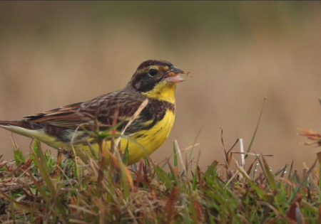 尼泊爾博卡拉黃胸鵐保育項目 2020/21  Yellow-breasted Bunting Conservation Programme in Pokhara Nepal 2020/21