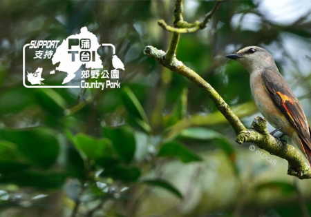 支持蒲台郊野公園行動