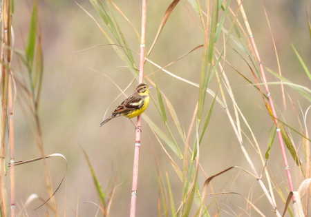 尼泊爾黃胸鵐保育項目2021/22 Yellow-breasted Bunting Conservation Programme in Nepal2021/22