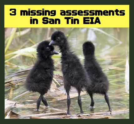 More missing birds in the San Tin EIA Report?
