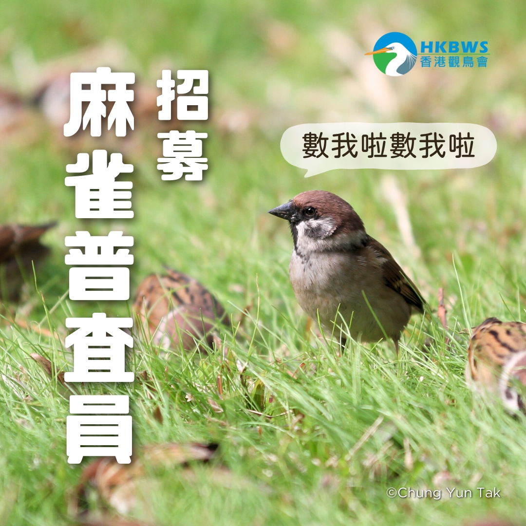 Sparrow Census 2024 Surveyor Recruitment