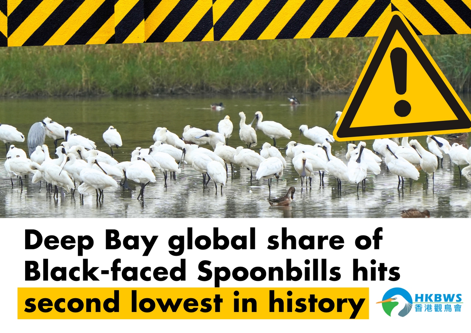 Black-faced Spoonbill global population stabilizes while Deep Bay proportion hits second lowest in history