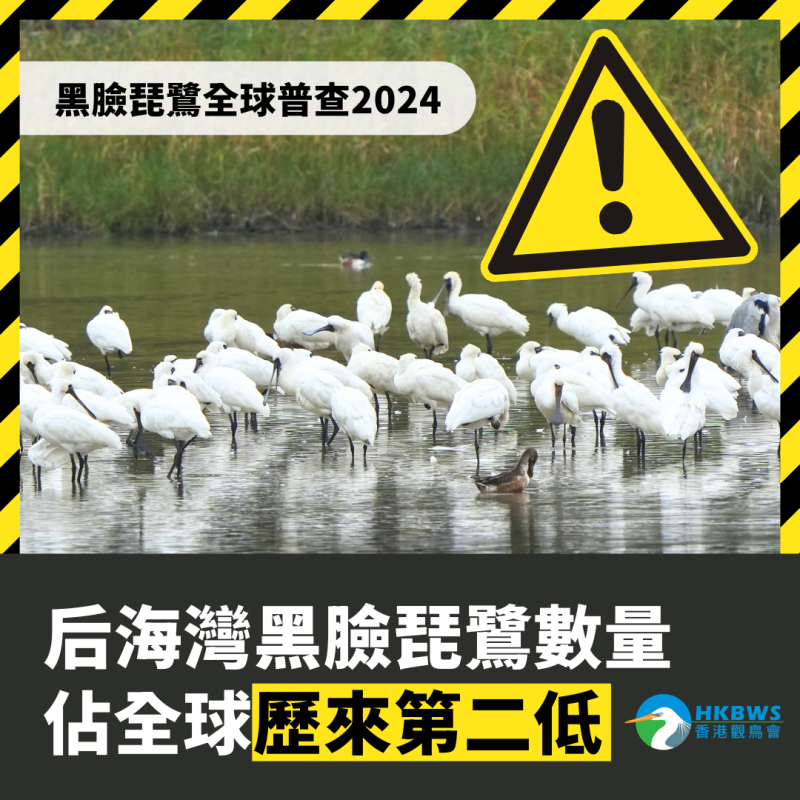 黑臉琵鷺全球數量趨穩定 后海灣佔全球歷來第二低