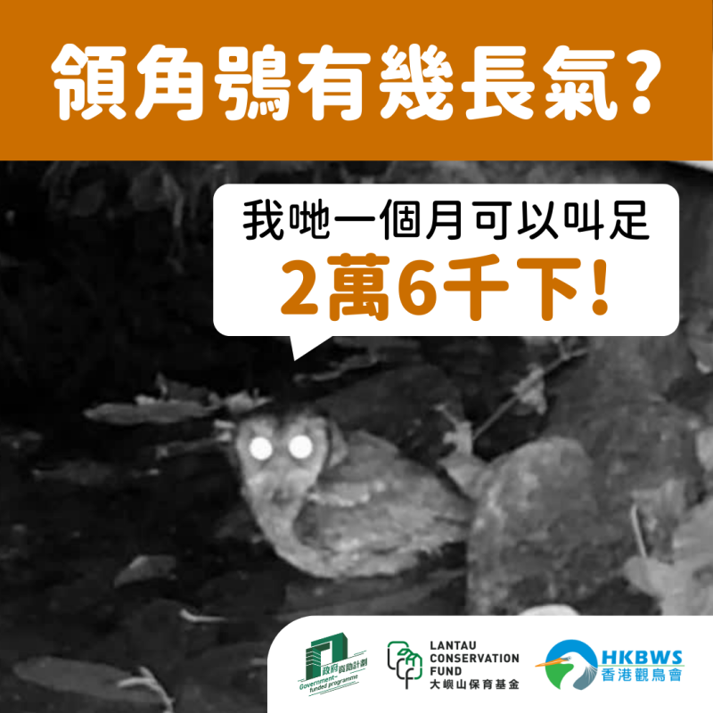20240513 apr lantau nightbird