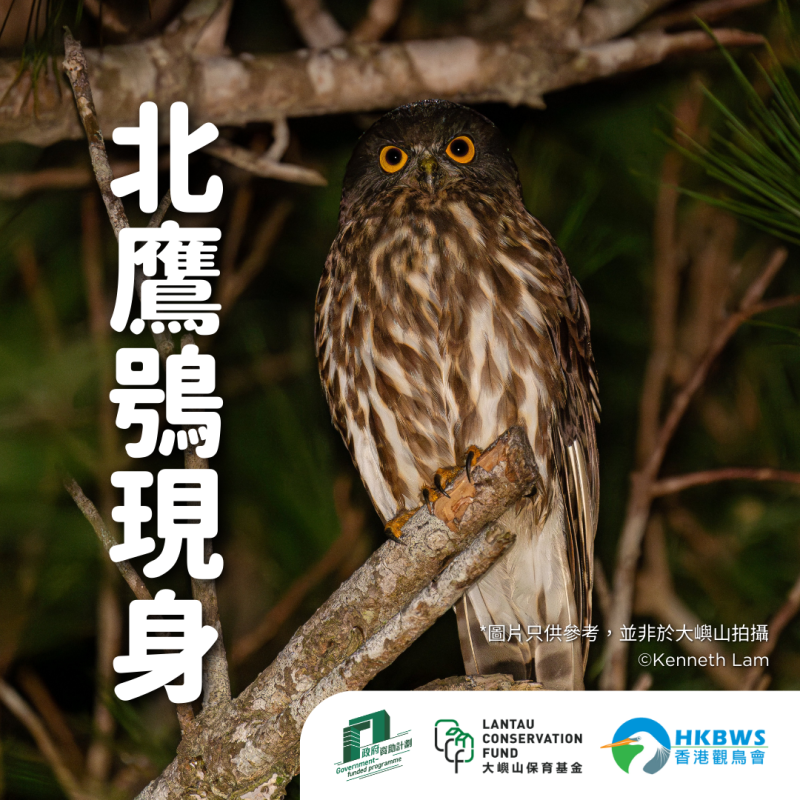 20240606 may lantau nightbird 1