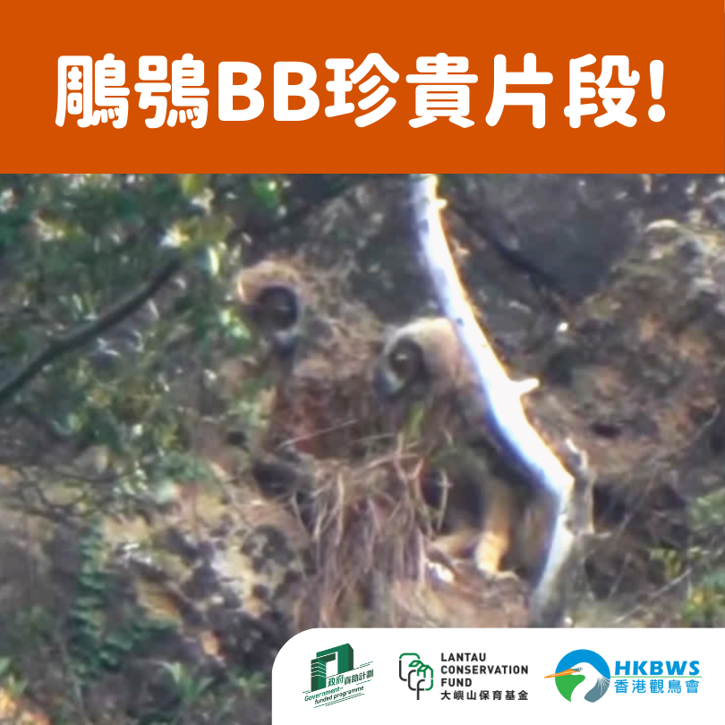 20240629 JUN Lantau nightbird
