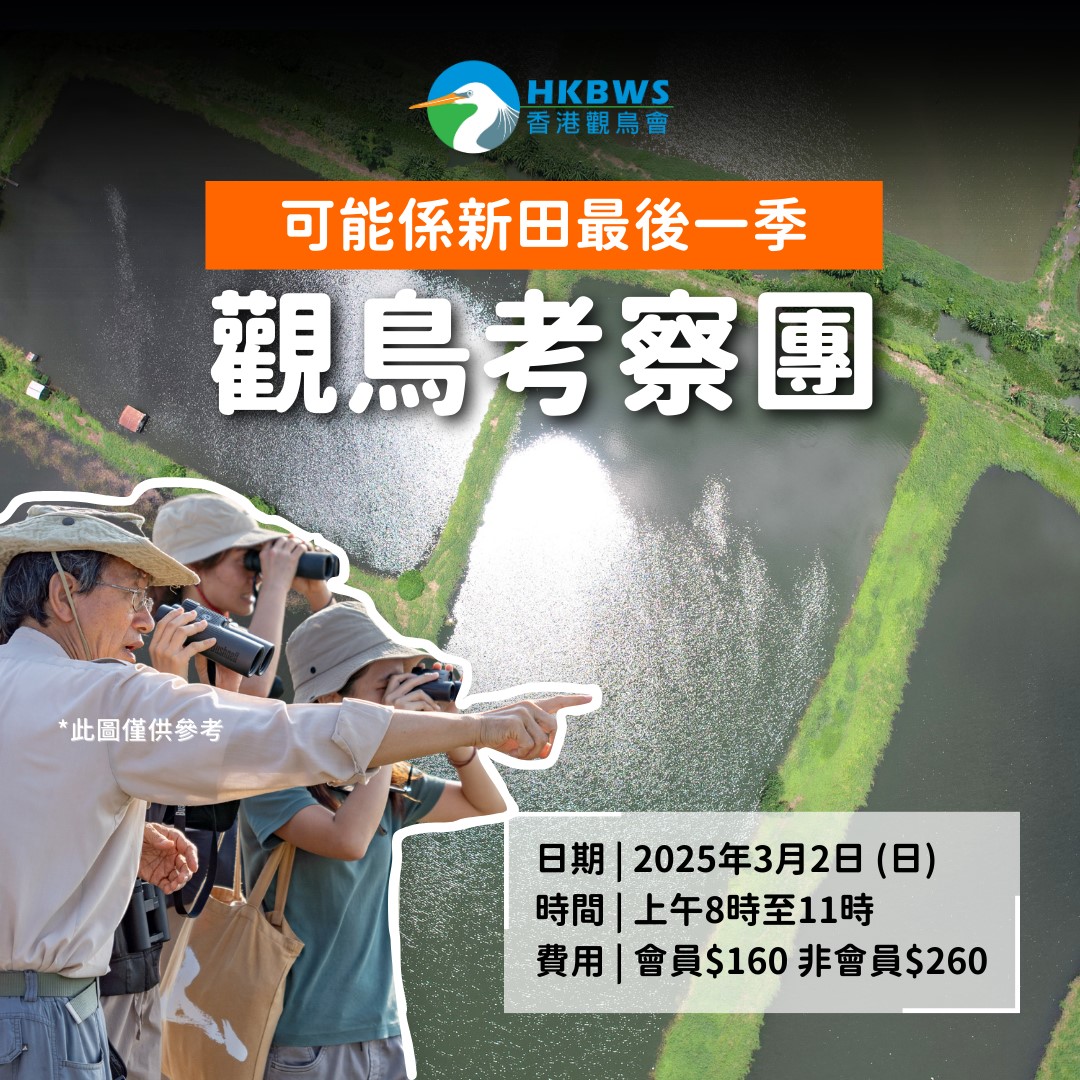 可能係新田最後一季觀鳥考察團 3