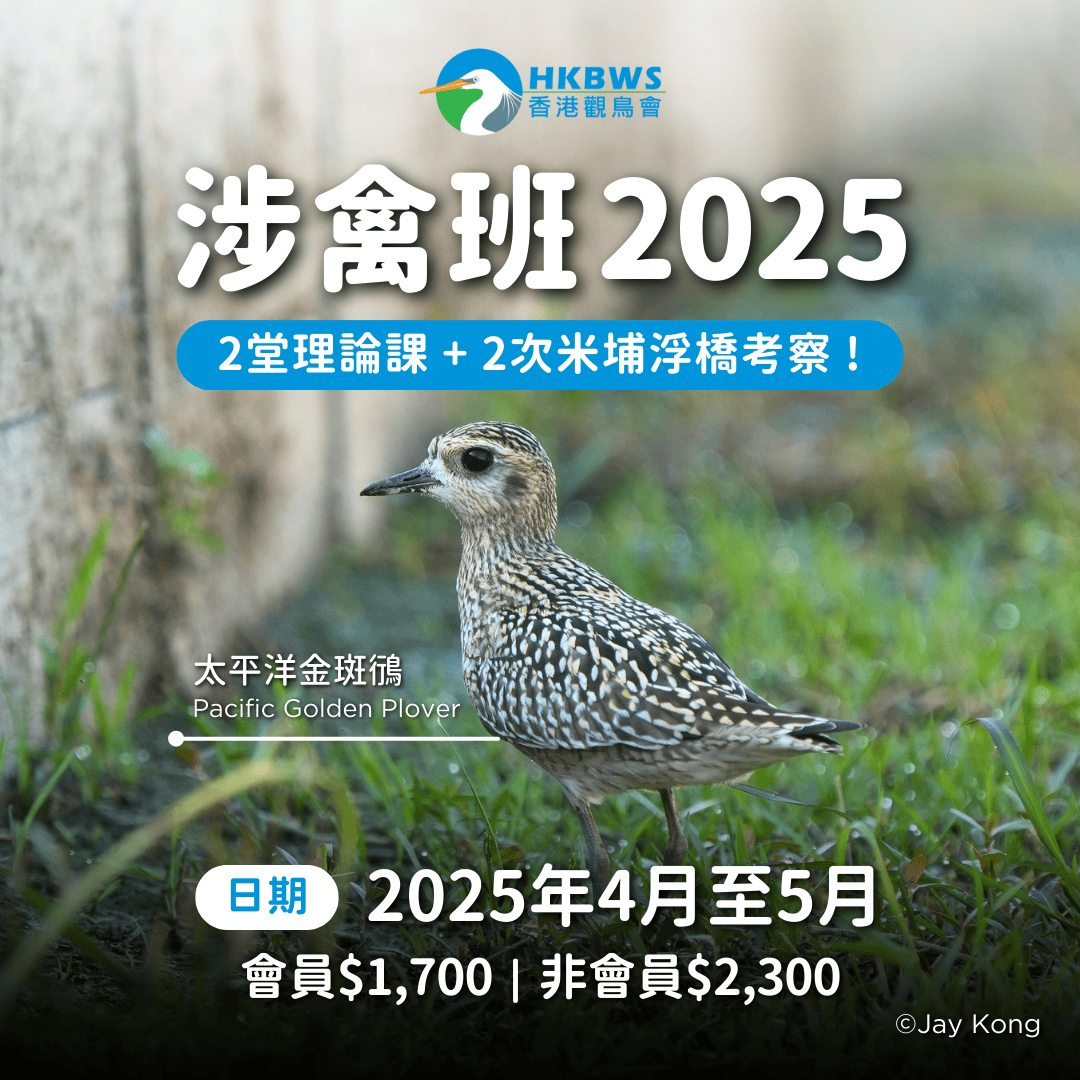 涉禽辨識工作坊 2025