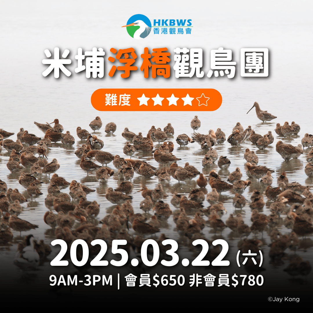米埔浮橋觀鳥團