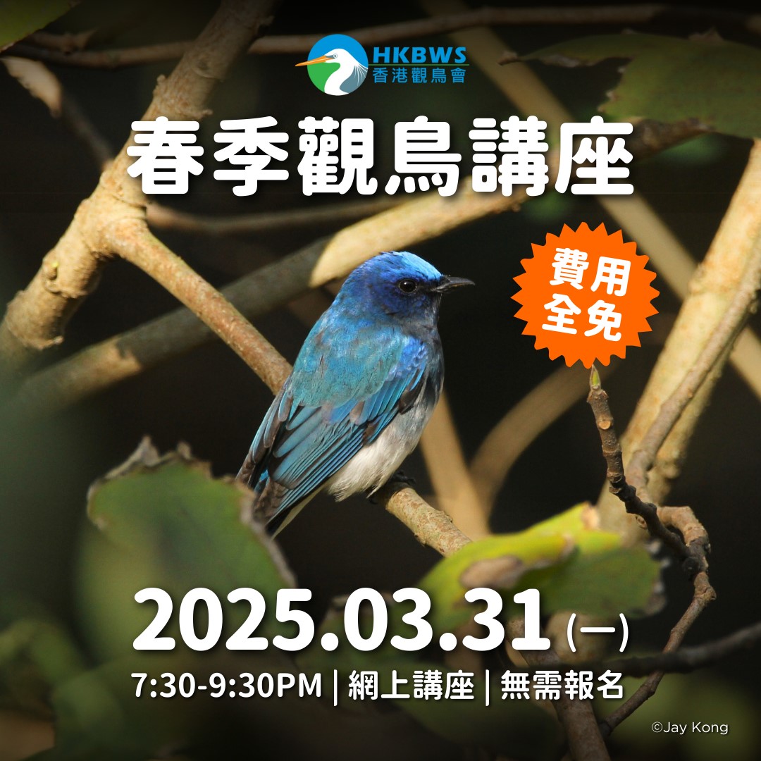 春季觀鳥網上講座
