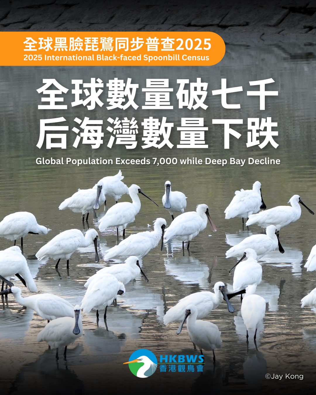 黑臉琵鷺全球數量破七千 后海灣數量下跌