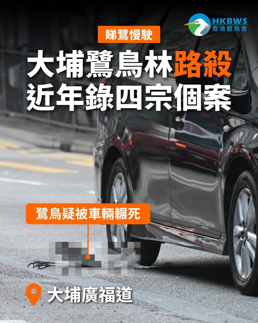 關注大埔鷺鳥林路殺問題