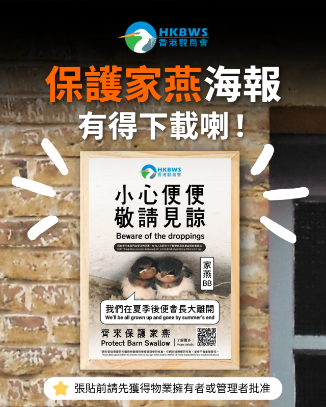 Download Protect Barn Swallow Poster