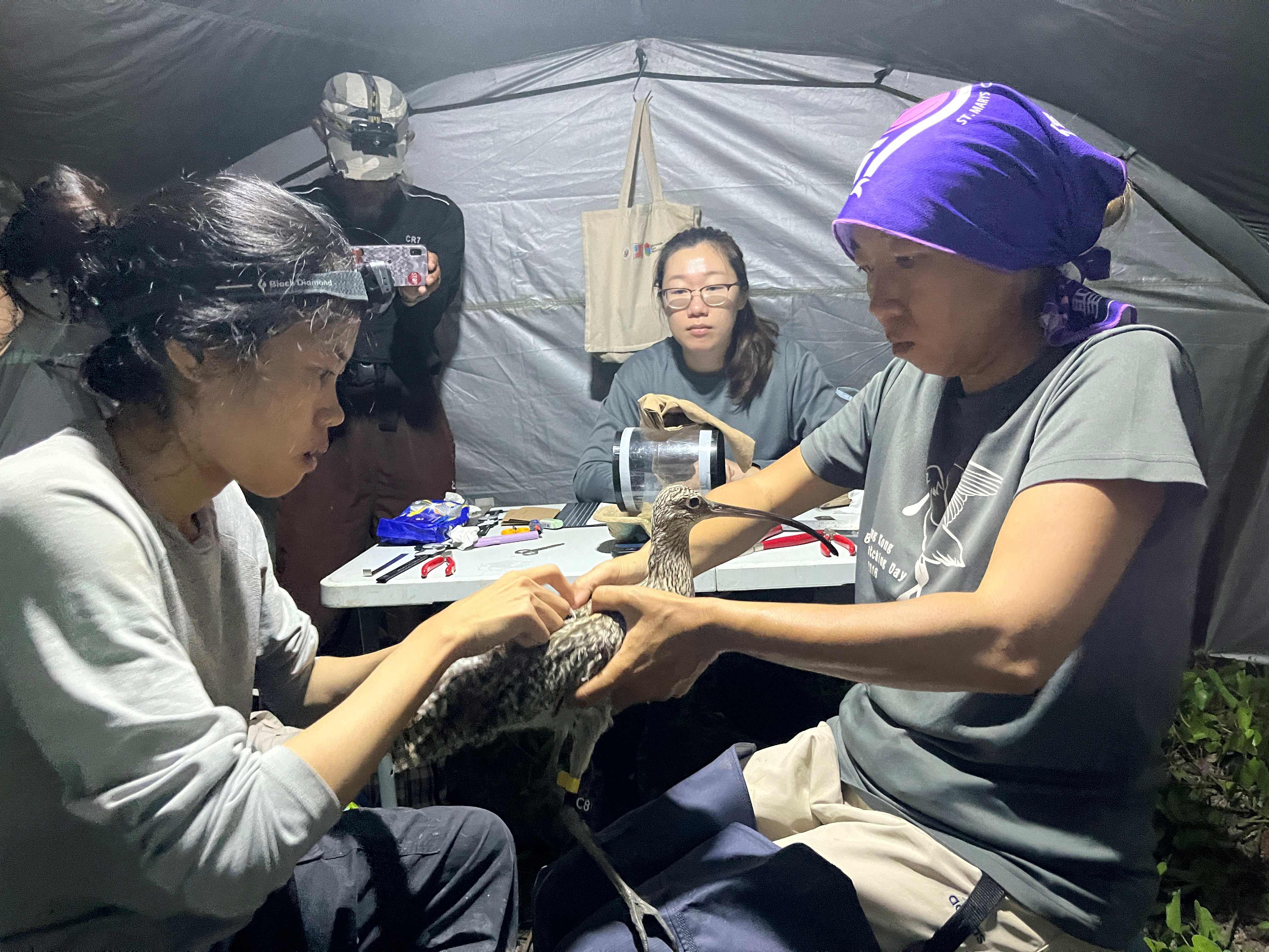 2425 acf borneo1ringing