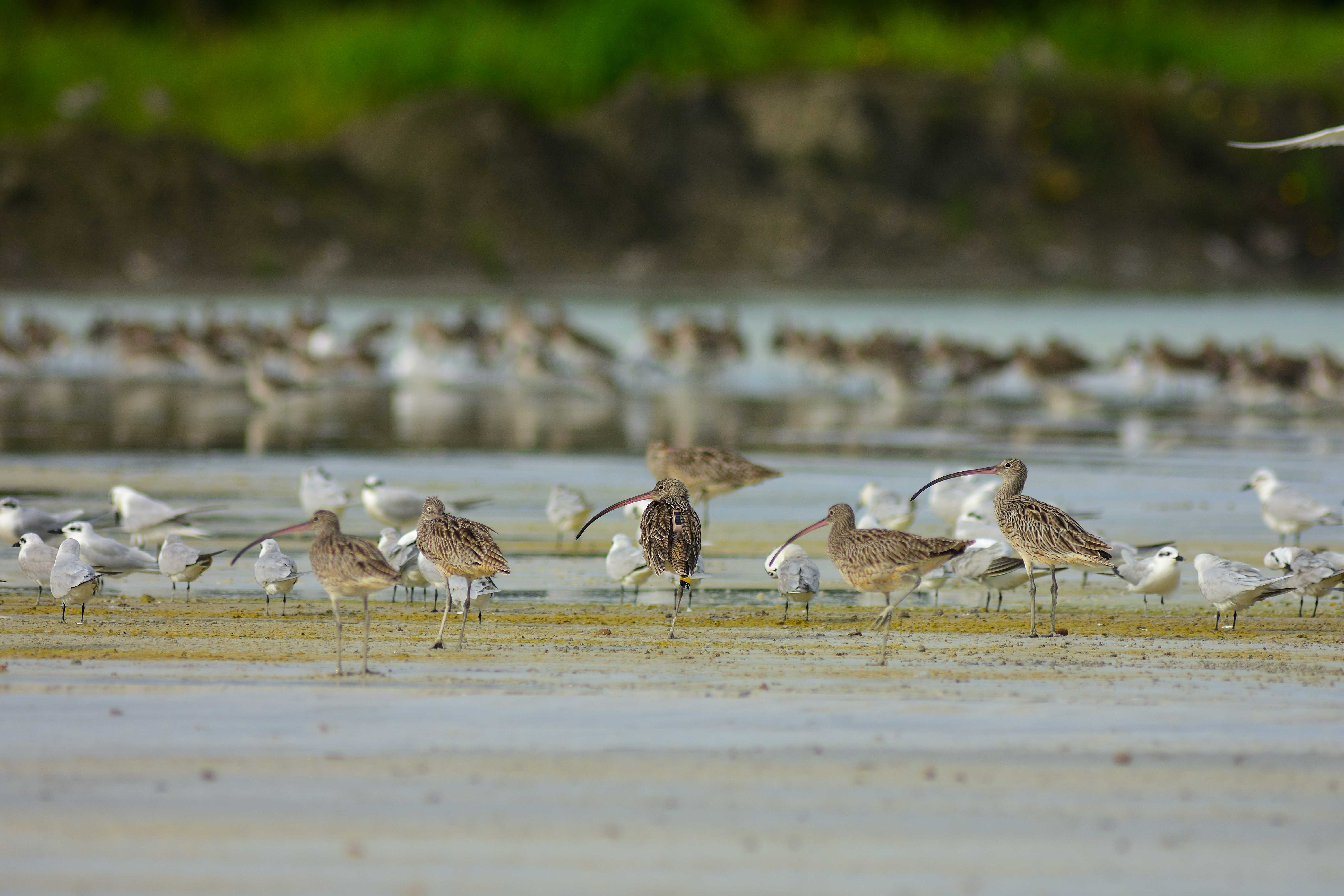 2425 acf borneoB1sighting