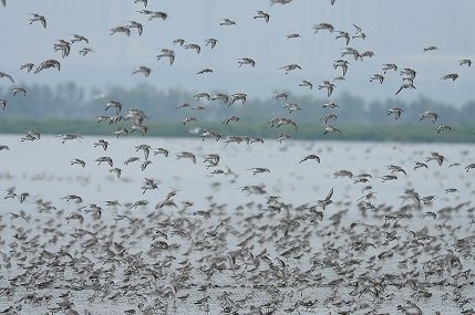 Curlew_sandpiper.JPG