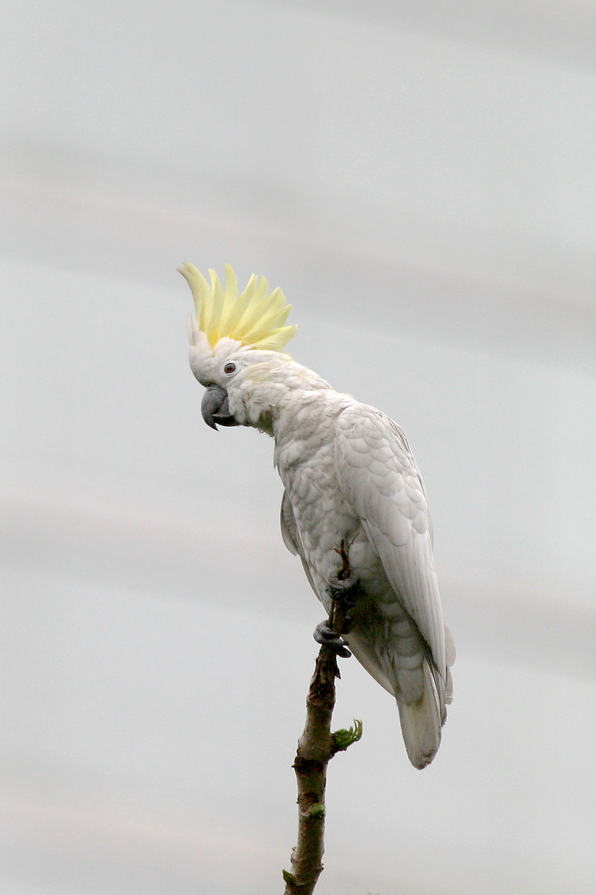 小葵花鳳頭鸚鵡