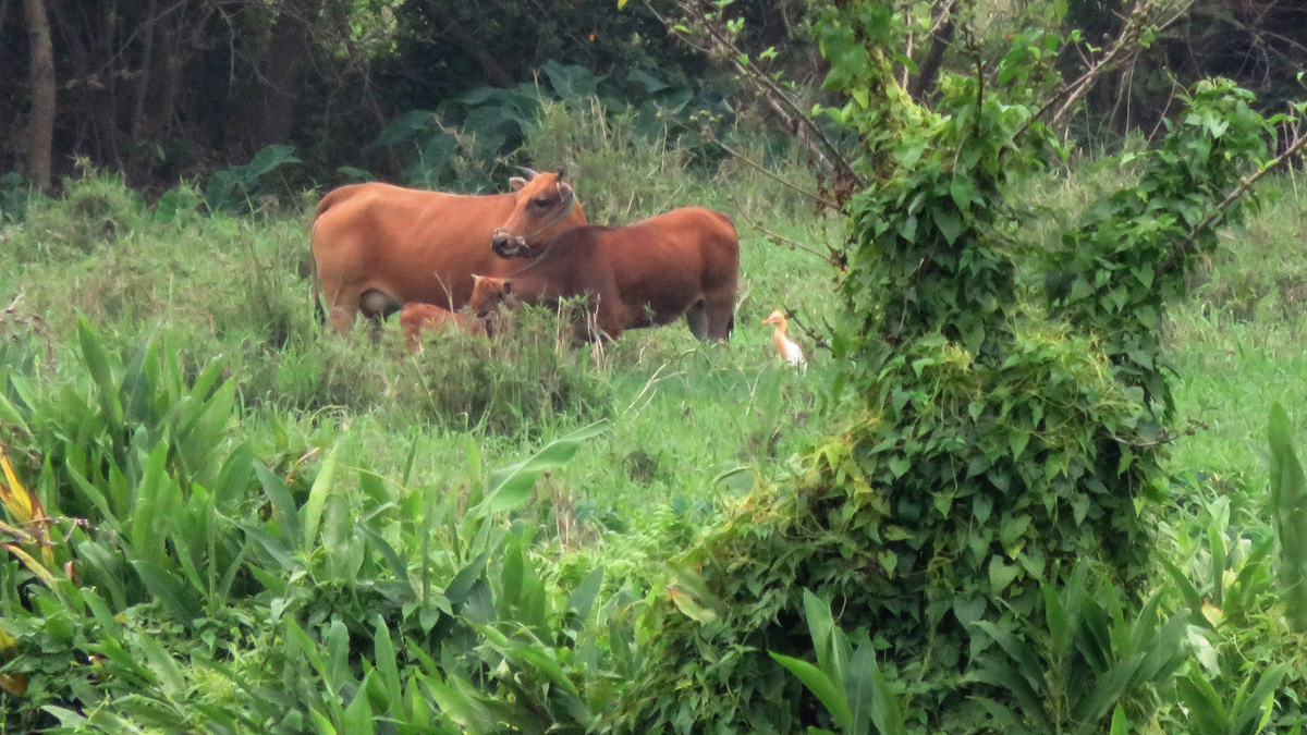 fig2 cattle egret