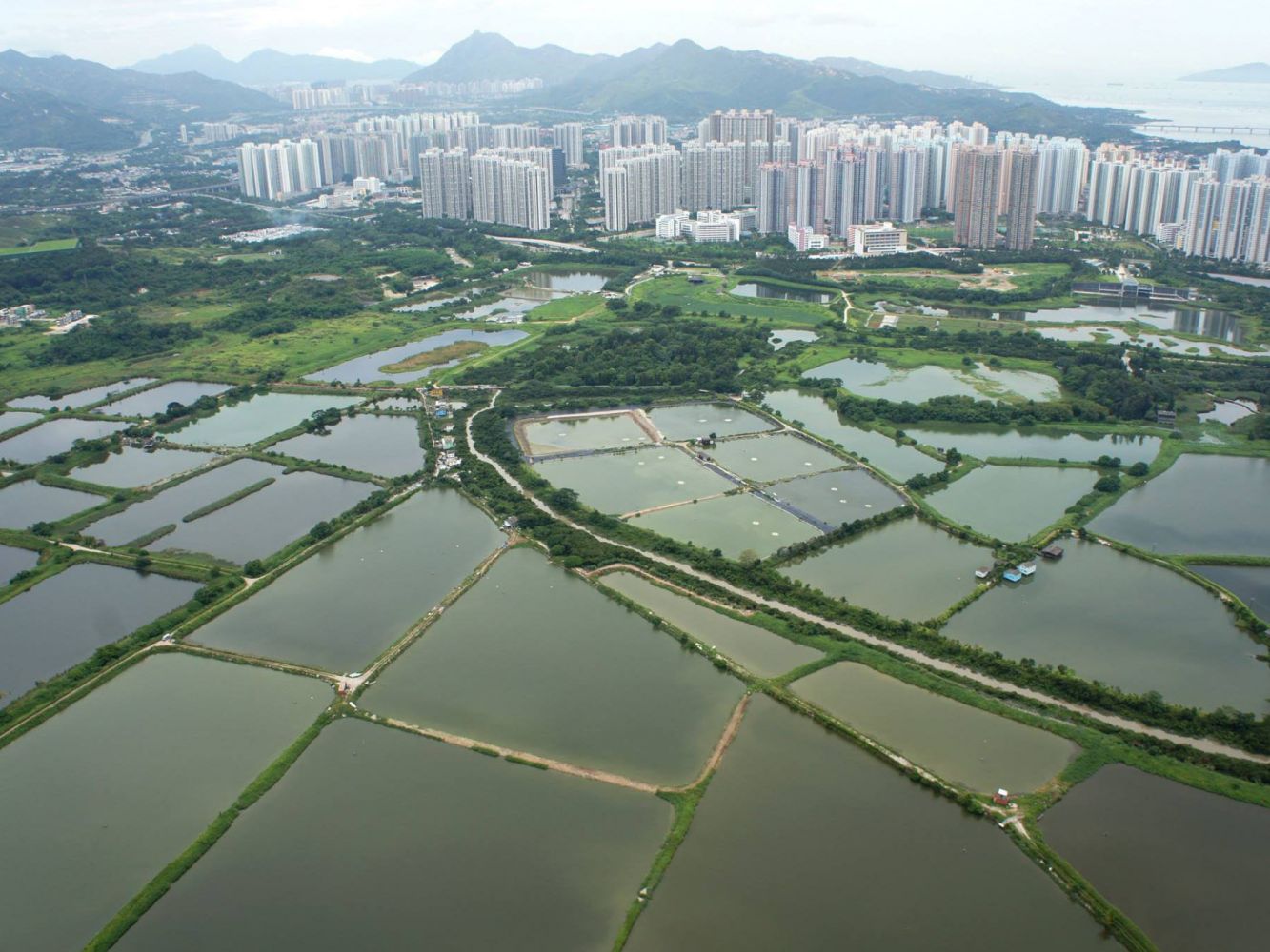 魚塘濕地都有份擋風防洪?