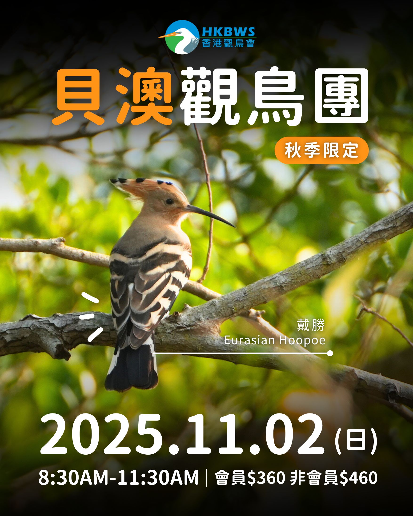 貝澳秋季觀鳥活動 2/11