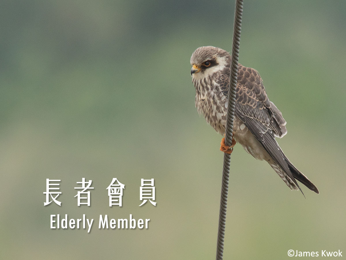 長者會員 Elderly Member