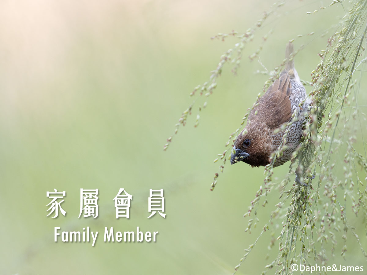 家屬會員 Family Member